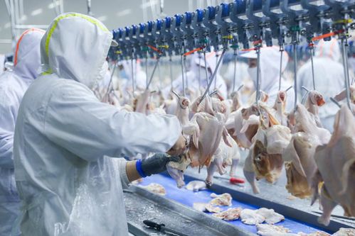 解碼沈陽好 豐 景丨肉禽產業發展觀察